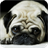 Pug Dog Live Wallpaper icon