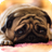 Pug Dog Live Wallpaper version 1.30