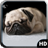 Pug Wallpaper icon
