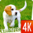 Puppies wallpapers 4K icon