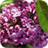 Purple days. Flower wallpapers icon