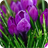 Purple Flowers icon