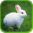 Rabbit Live Wallpapers icon