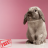 Lovely Rabbit Wallpaper APK Download