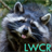Raccoon live wallpaper icon