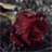 Rain On Red Rose Live Wallpaper icon