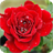 Rose HD Live Wallpaper icon