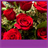 Roses Live Wallpapers APK Download