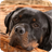 Rottwailer Dog Wallpaper icon