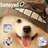 Samoyed icon