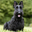 Scottish Terriers Wallpapers version 1.0