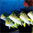 Descargar Sea Life Live Wallpaper