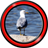 Seagull Live Wallpapers icon