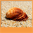 Seashell Live Wallpapers version 1.0