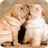 Shar Pei Dog Wallpaper icon
