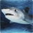 Sharks live wallpaper icon