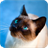 Cat Siamese Wallpaper icon