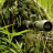 Descargar Sniper in the Bush Live Wallpaper