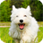 Skate Dog Terrier Live Wallpap icon