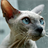 Sphynx Cats Wallpapers icon