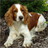 Springer Spaniels Wallpapers icon