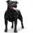 Staffordshire Bull Terrier Wallpapers icon