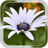 Summer Flower LWP icon