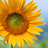 Sunflower version 1.00.06