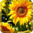 Sunflowers Free 2016 icon