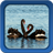 Swan Live Wallpapers icon
