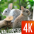 Sweet animals 4k APK Download