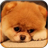 Cute Puppy Live Wallpaper version 1.1
