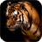 Tiger Live Wallpaper version 1.0