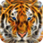 Tiger with blue eyes icon