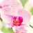 Tiny purple flowers. HDLWP icon