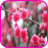 CherryBlossom Wallpapers icon