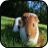 GuineaPig Wallpapers icon