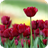 Tulips Live Wallpaper APK Download