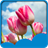 Tulips Live Wallpapers version 1.0
