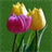 Tulips Snowfall Live Wallpaper icon