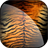 Wallpaper Tiger icon