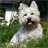 West Highland Terriers icon