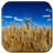 Descargar Wheat Field Live Wallpaper