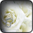 White Flowers Wallpapers APK Download