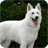 White German Shepherd Pack 2 Live Wallpaper icon