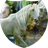 White horse icon