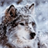 Wonderful Wolf Live Wallpaper icon