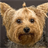 Yorkshire Terriers Wallpapers icon