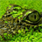 alligator wallpapers icon