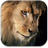 Amazing Lions Wallpapers icon